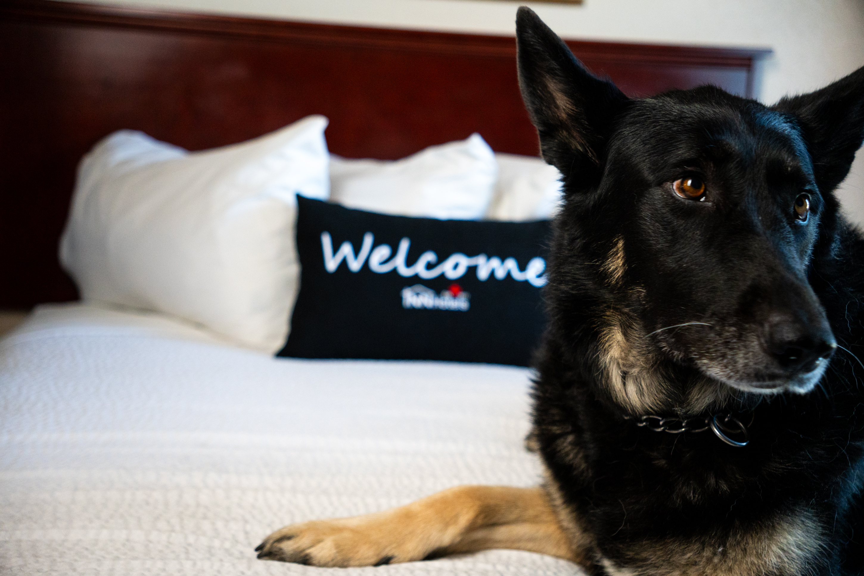 grande cache inn & suites pet-friendly stays